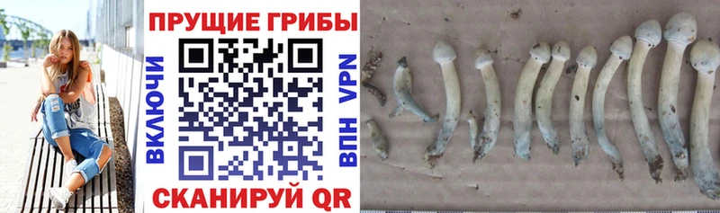 kraken ССЫЛКА  Бердск  Галлюциногенные грибы MAGIC MUSHROOMS  купить наркоту 